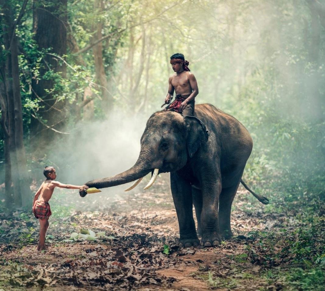 Indian Jungle, Elephant